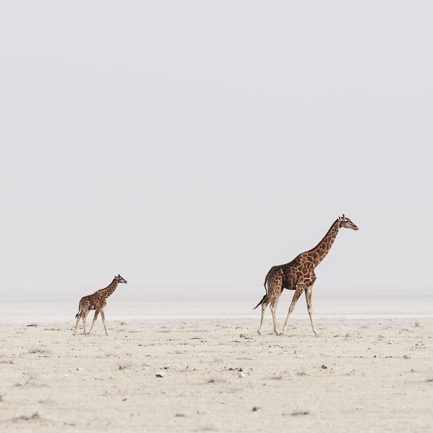 Giraffe Mother And Baby On Edge Of Pan