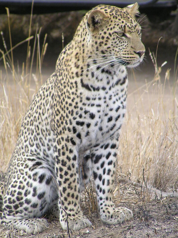 Leopard_africa-5fb3ec5404989.jpg
