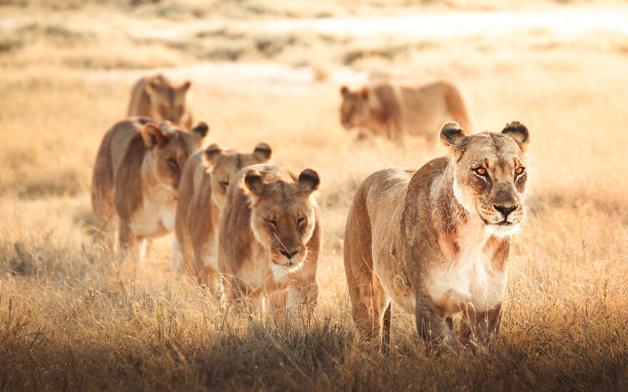 Lioness Pride