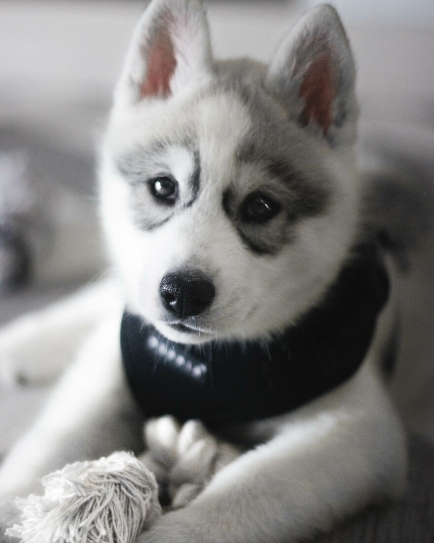 Meet Tsuki, The Siberian Husky With Goggles!