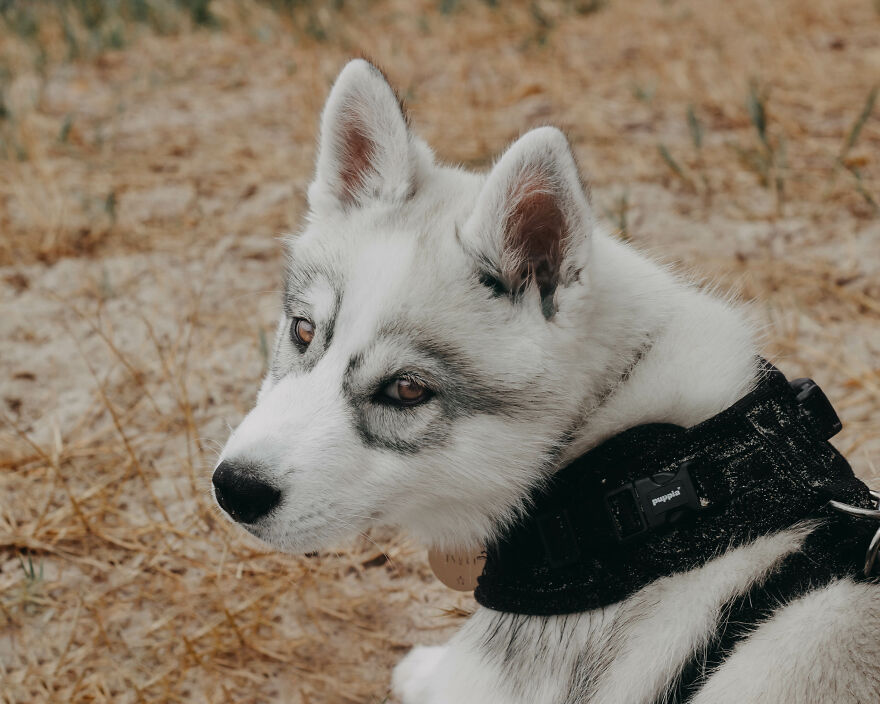 Meet Tsuki, The Siberian Husky With Goggles!