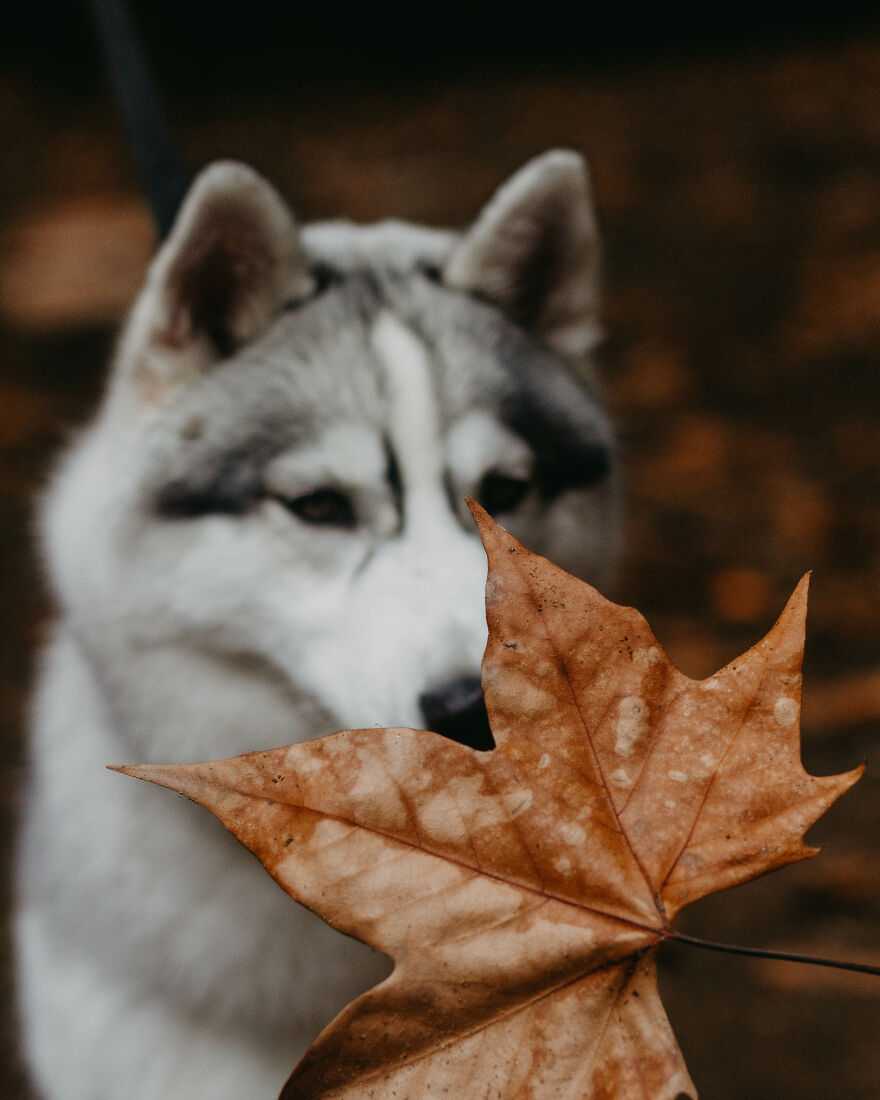 We Did An Autumn Inspired Photoshoot With Our Husky And This Is How The Photos Turned Out
