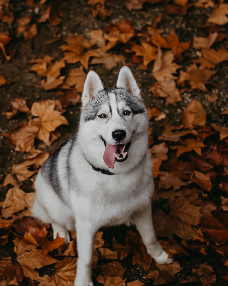 We Did An Autumn Inspired Photoshoot With Our Husky And This Is How The Photos Turned Out