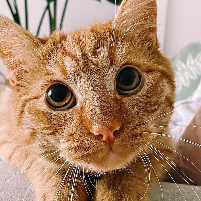 This Cat Does A Spot-On Puss In Boots Impression To Ask For Treats And His Owner Can Never Resist