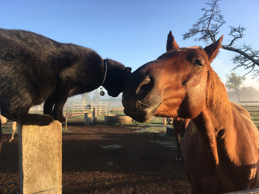 My Cat And Horse Have Been Best Friends For The Last 7 Years, Here Are 22 Pics Of Them