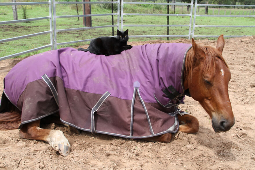 My Cat And Horse Have Been Best Friends For The Last 7 Years, Here Are 22 Pics Of Them