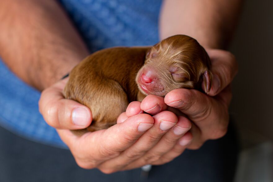 Newborn Labradoodle Puppy