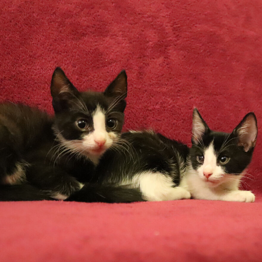 Our Rescued Kittens: Oscar's And Olivia's Story
