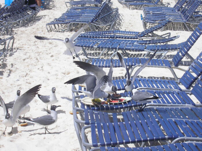 When Out On The Beach, Don't Leave Your Food Unattended. No, This Isn't My Food, Thanks For Asking