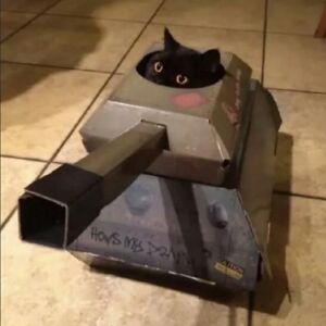 cat in a tank