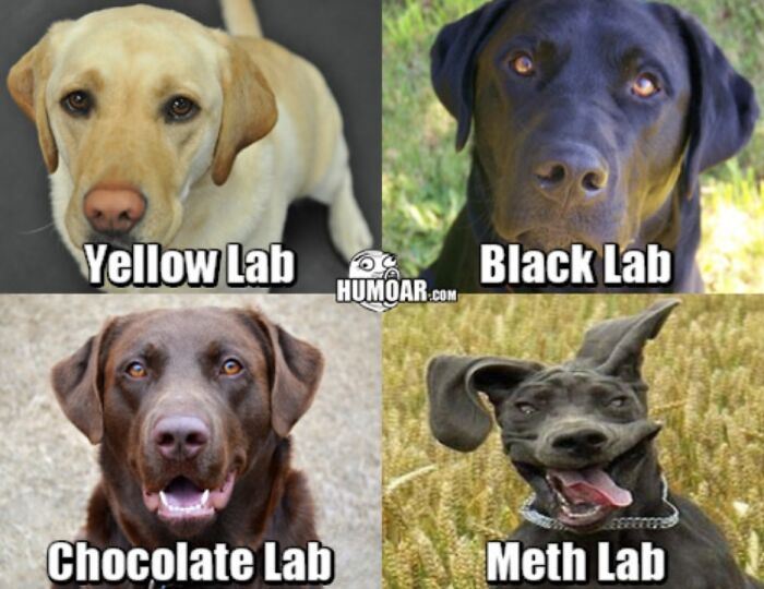 What Type Is Your Lab?