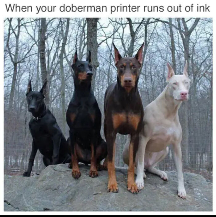 When Your Doberman Printer Runs Out Of Ink