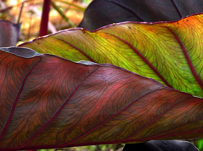 The Leaves Of An Exotic Plant