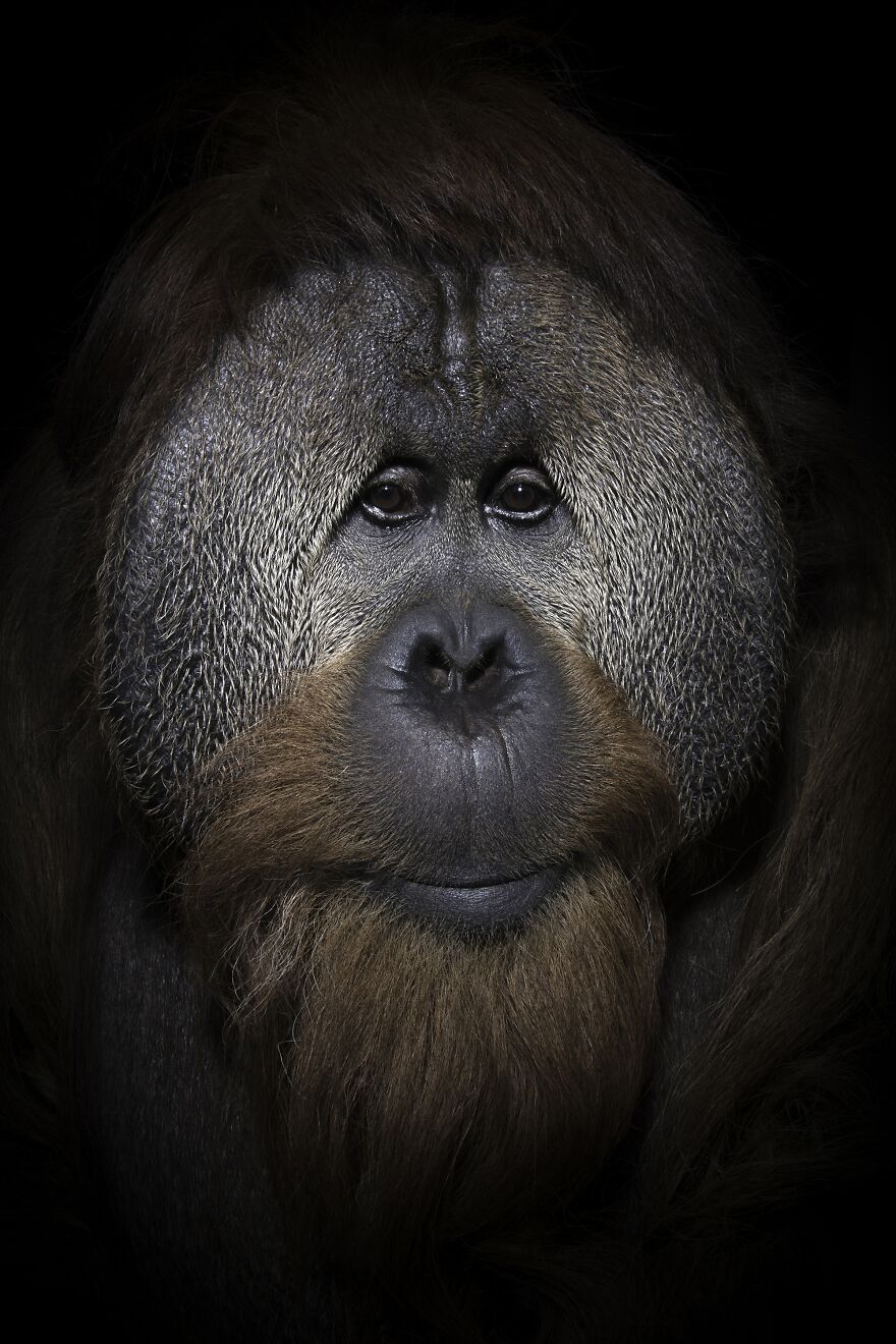 Orangutans On A Thin Vine