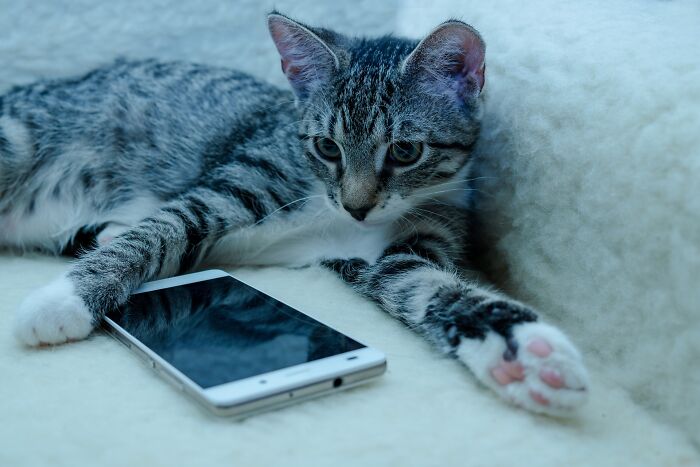 This App Translates Cats' Meows Into Words We Can Understand | Bored Panda