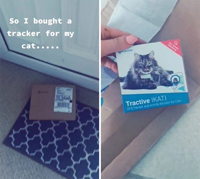 Owner Put A Tracker On Her Cat And Discovered She Has Been Visiting 5 Houses