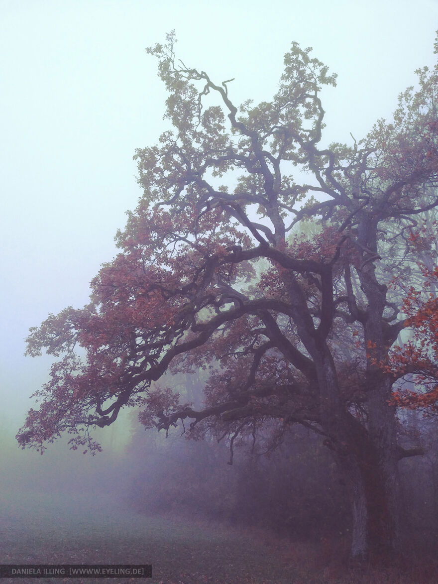 This Magical Forest Turns Into A Dark Fairytale In November (20 Pics) This Magical Forest Turns Into A Dark Fairytale In November (20 Pics)