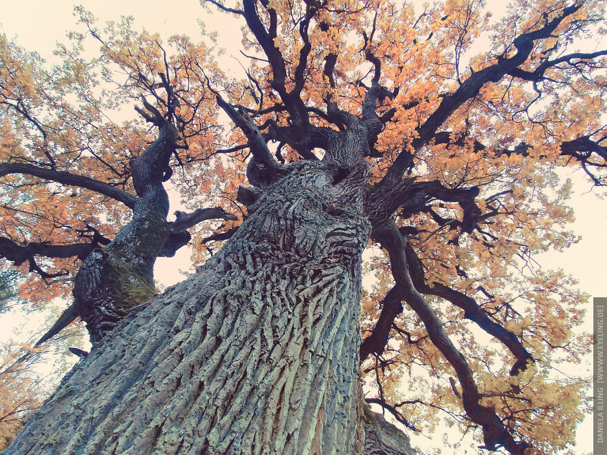 This Magical Forest Turns Into A Dark Fairytale In November (20 Pics) This Magical Forest Turns Into A Dark Fairytale In November (20 Pics)