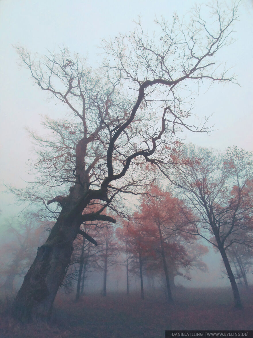 This Magical Forest Turns Into A Dark Fairytale In November (20 Pics) This Magical Forest Turns Into A Dark Fairytale In November (20 Pics)