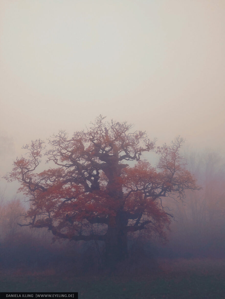 This Magical Forest Turns Into A Dark Fairytale In November (20 Pics) This Magical Forest Turns Into A Dark Fairytale In November (20 Pics)