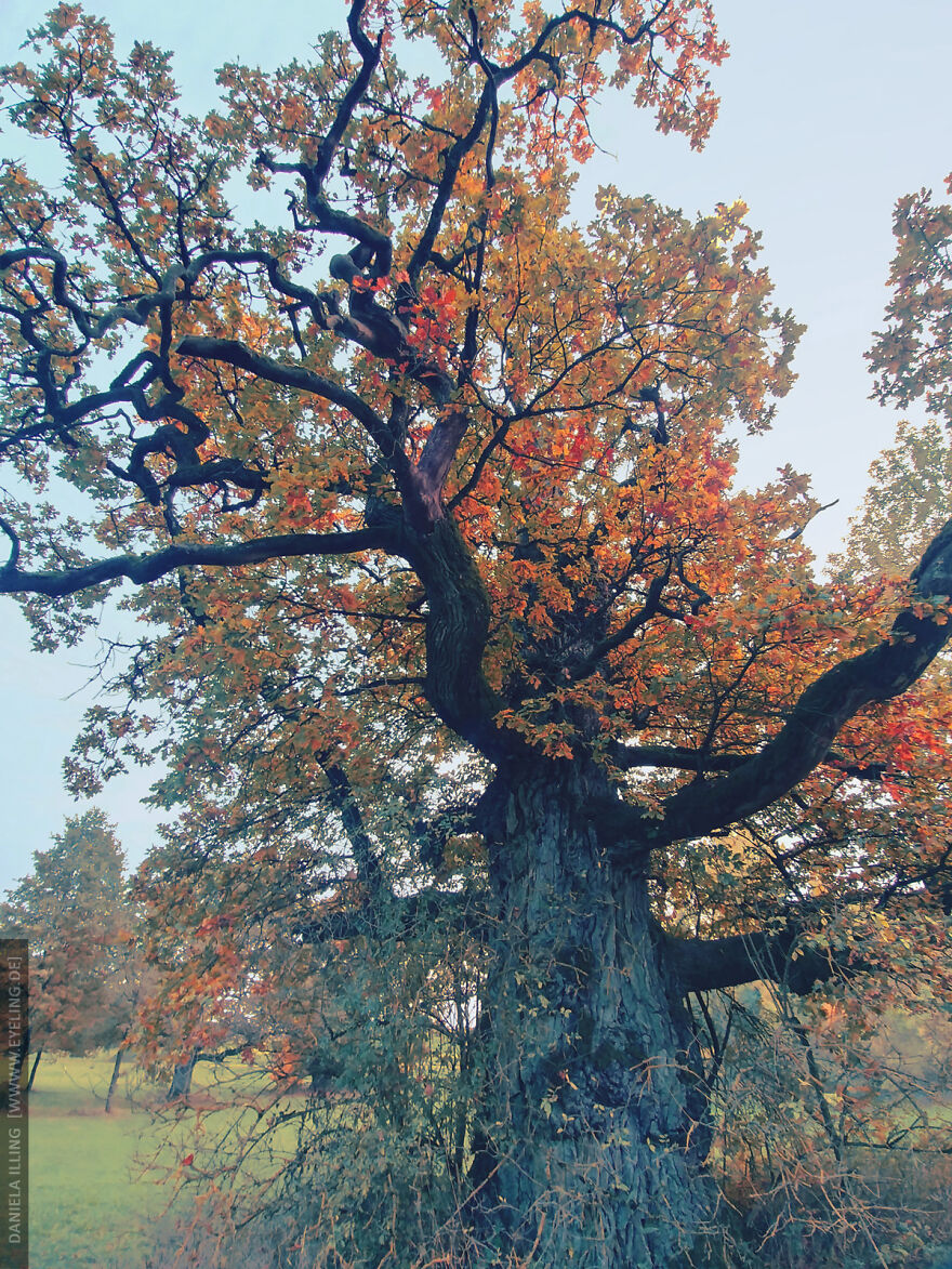 This Magical Forest Turns Into A Dark Fairytale In November (20 Pics) This Magical Forest Turns Into A Dark Fairytale In November (20 Pics)