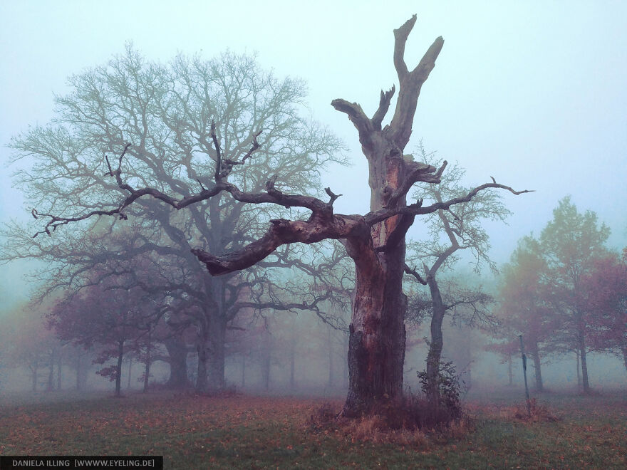This Magical Forest Turns Into A Dark Fairytale In November (20 Pics) This Magical Forest Turns Into A Dark Fairytale In November (20 Pics)