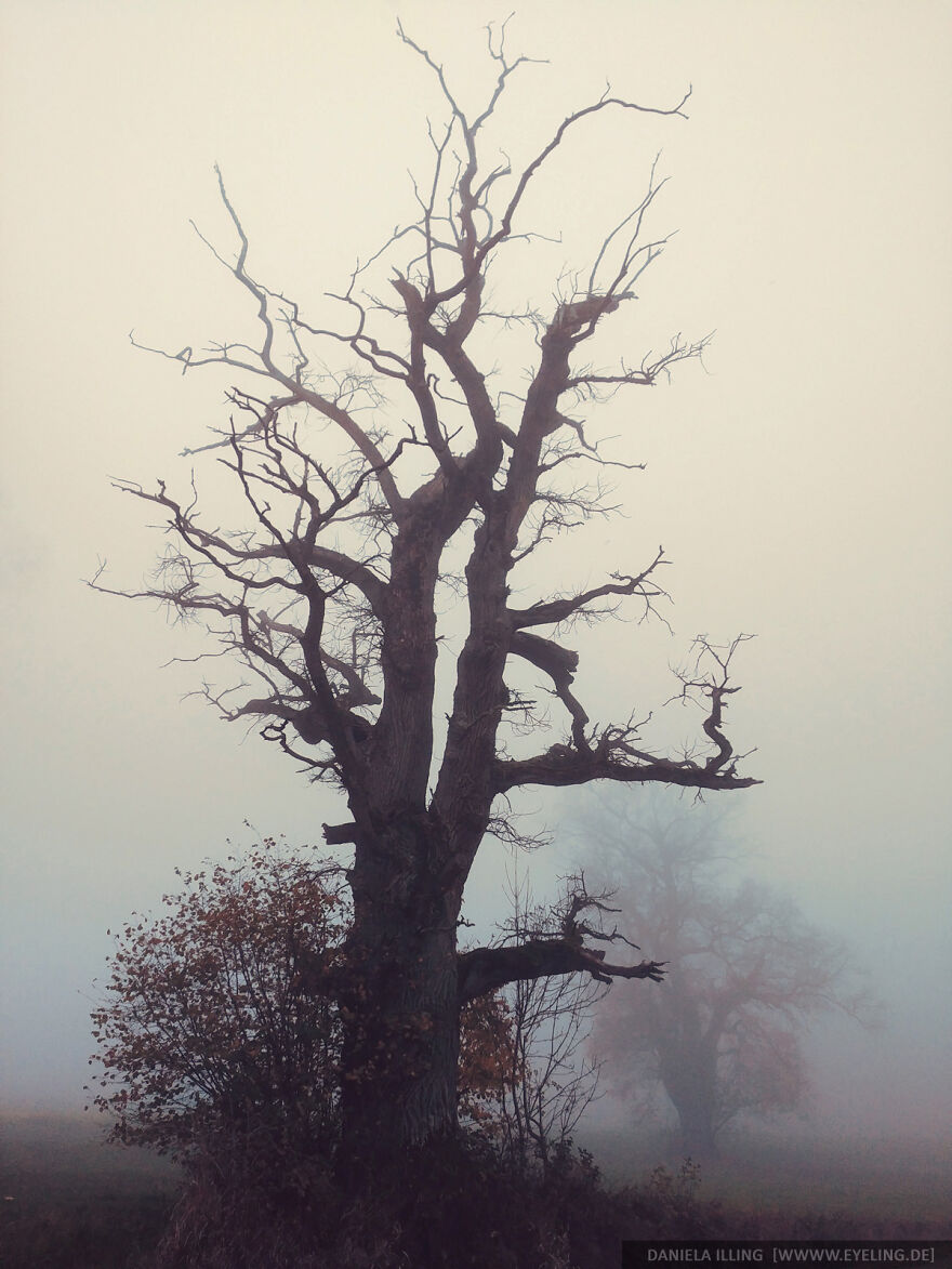 This Magical Forest Turns Into A Dark Fairytale In November (20 Pics) This Magical Forest Turns Into A Dark Fairytale In November (20 Pics)