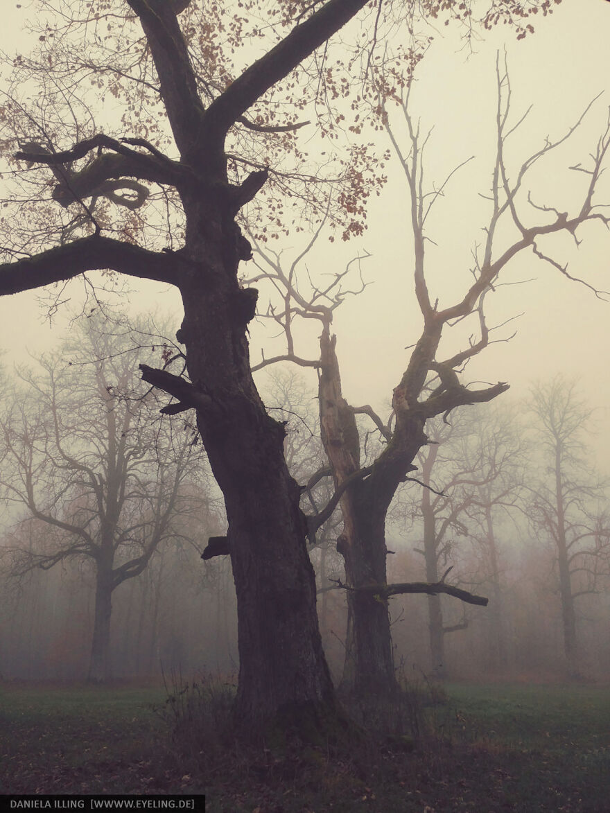 This Magical Forest Turns Into A Dark Fairytale In November (20 Pics) This Magical Forest Turns Into A Dark Fairytale In November (20 Pics)
