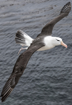 albatross-master-aviator-ocean-winds.jpg