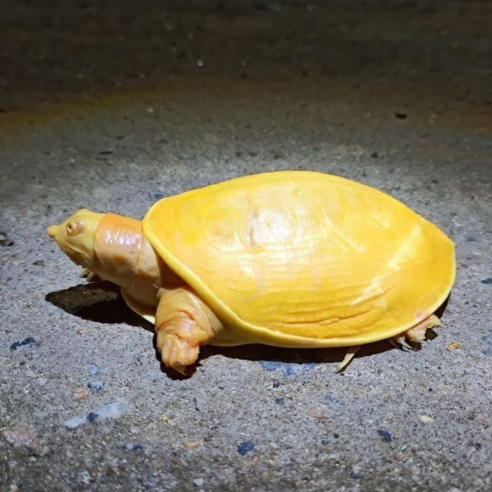Extremely Rare Albino Turtle Was Found In India And It Looks Like A Slice Of Melted Cheese