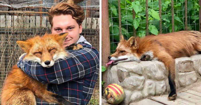 Wild Fox Becomes A Loyal Friend To A Guy Who Saved Him From A Fur Farm (40 Pics)