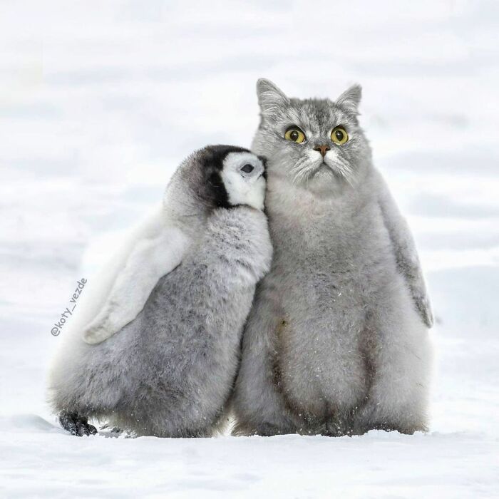 Animals-Photoshopped-Cats-Koty-Vezde-Galina-Bugaevskaya