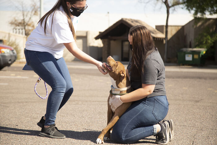 2 Y.O. Dog Adopted After More Than 400 Days At The Wickenburg Humane Society Shelter