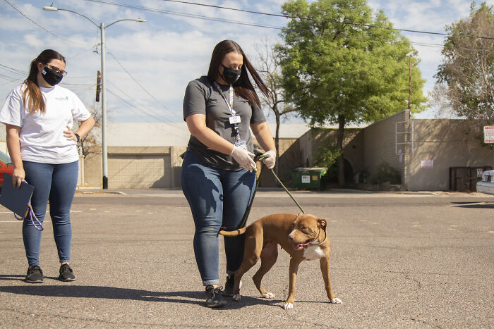 2 Y.O. Dog Adopted After More Than 400 Days At The Wickenburg Humane Society Shelter