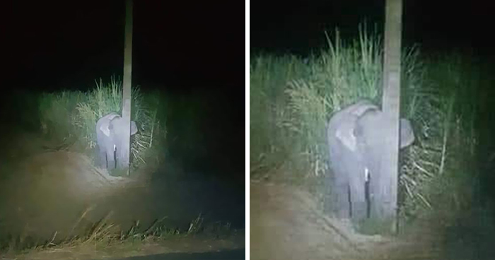 Adorable Baby Elephant Gets Caught Eating Sugarcane, Tries To Hide Behind A Narrow Light Pole