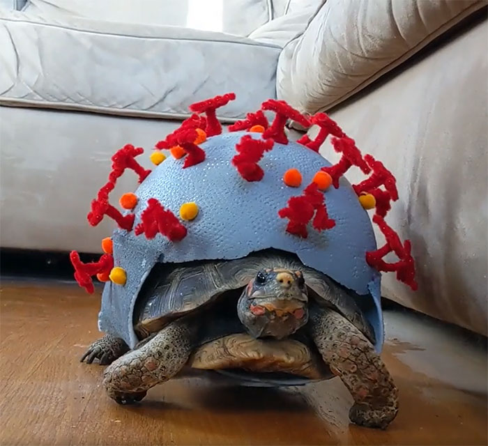 My Tortoise Halloween Costume For 2020
