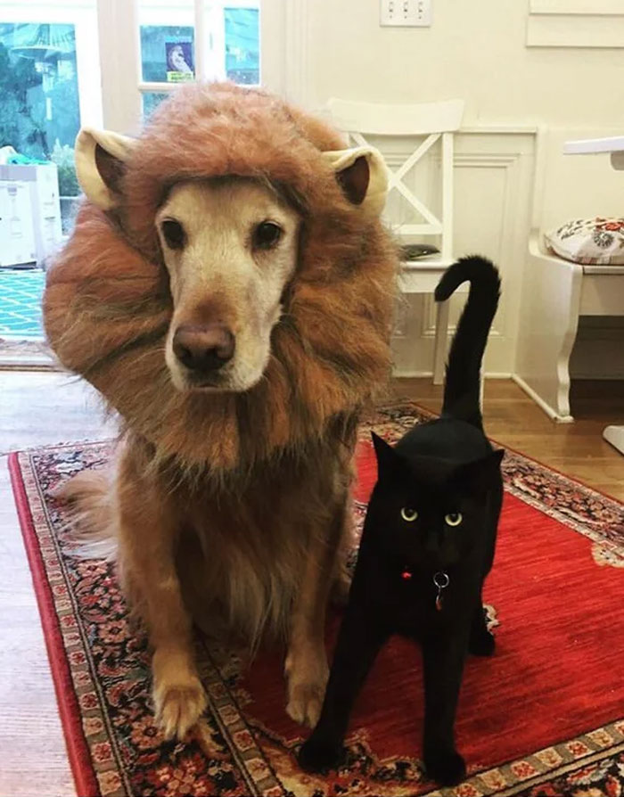 Halloween Is Definitely Different This Year But Not For These Two, Leo The Lion And His Scaredy Cat Whisky