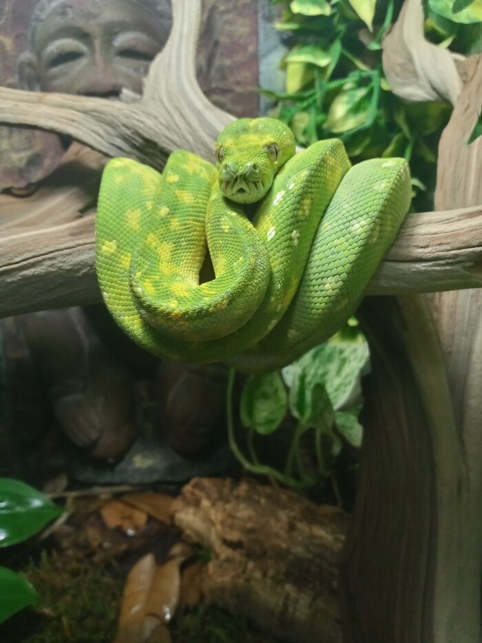 Our Beautiful Green Tree Boa, Facehugger. When We Got Her Weshe Launched Herself At Out Face.