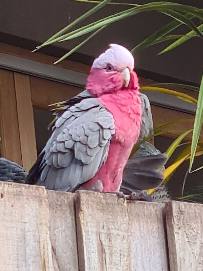 A Galah On A Local Walk In Melbourne
