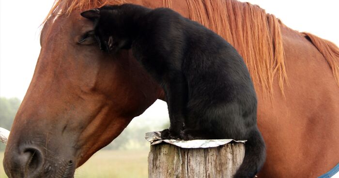 22 years in cat years