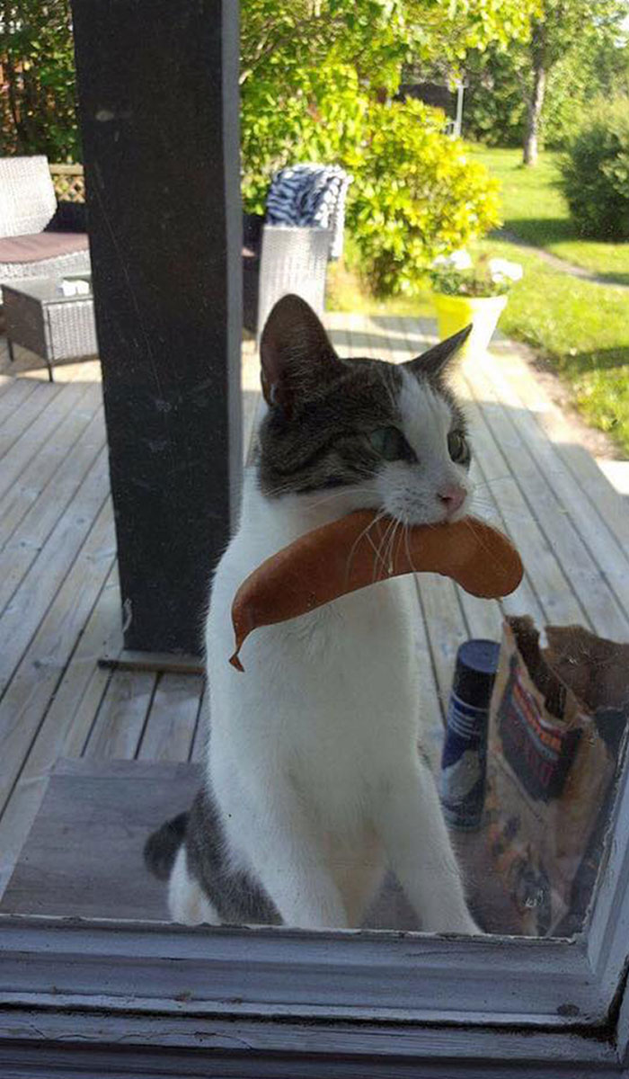 El gato ha vuelto con una salchicha de la barbacoa de un vecino