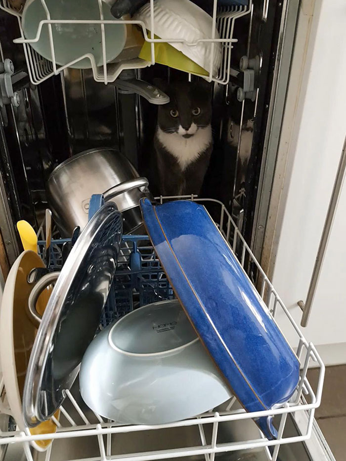 He Does This Everytime I Unload The Dishwasher
