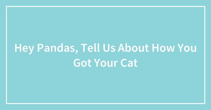 Hey Pandas, Tell Us About How You Got Your Cat (Closed)