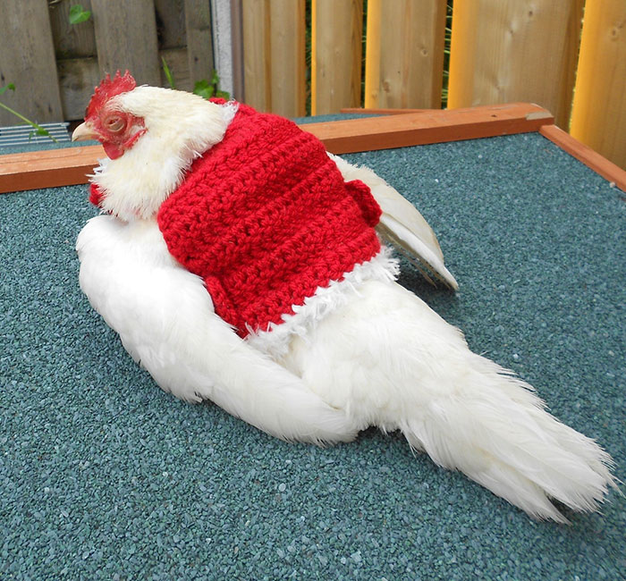Get Your Chicken This $15 Christmas Sweater So They Can Feel Cozy And Festive, Too