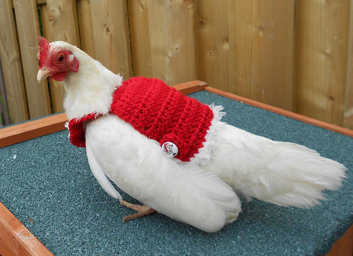 Get Your Chicken This $15 Christmas Sweater So They Can Feel Cozy And Festive, Too