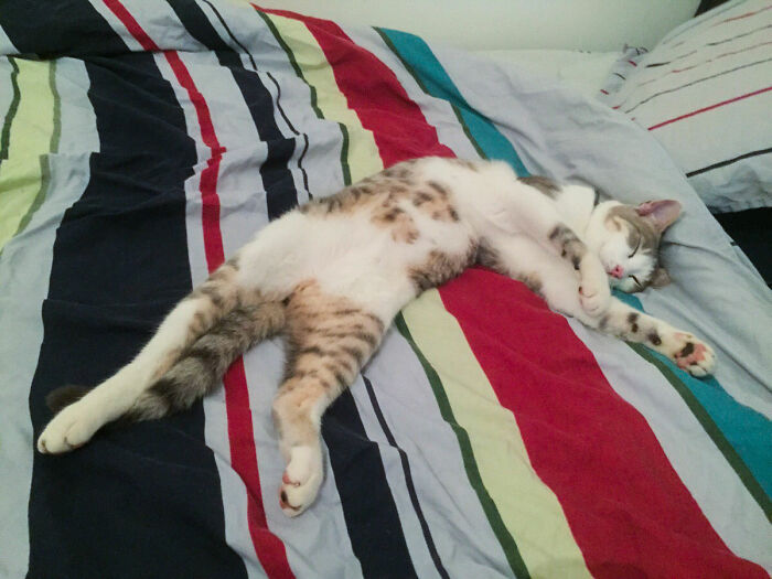 I've Started Letting My Cat Sleep On My Bed. I Think He Likes It