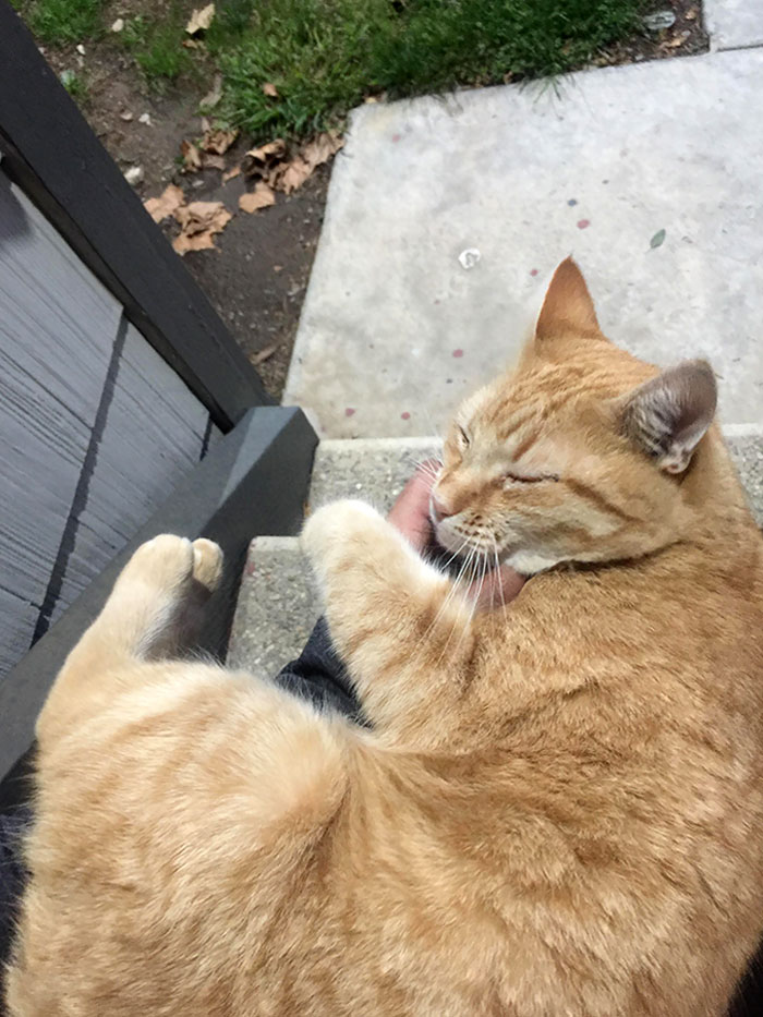 Whenever I Get Home From Work And He Happens To Hear My Car Lock, He Shoots Out Of Nowhere And Follows Me To My Door Meowing Till I Sit Down And Allow Him To Take A Nap On My Lap