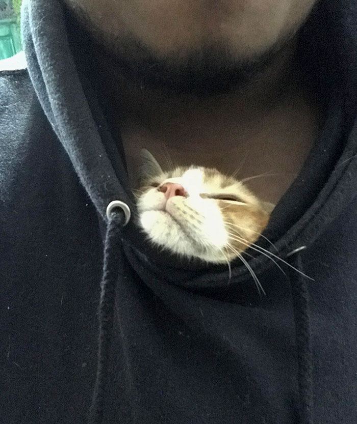 I Was Playing Some Games On My PC, He Jumped On Me And Slid Into My Hoodie Before Taking A Nap. I’m In Heaven