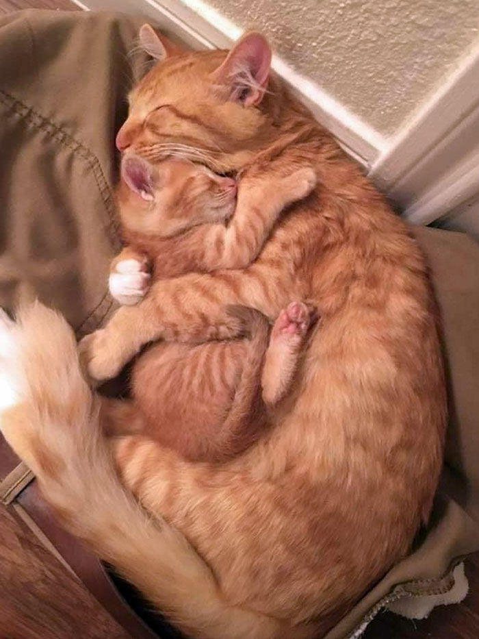 Baby Kitty Sleeps With Mom