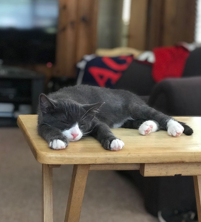 Just Want To Share A Pic Of My Family’s New Cat, Cosmo, Taking A Nap On A Snack Table